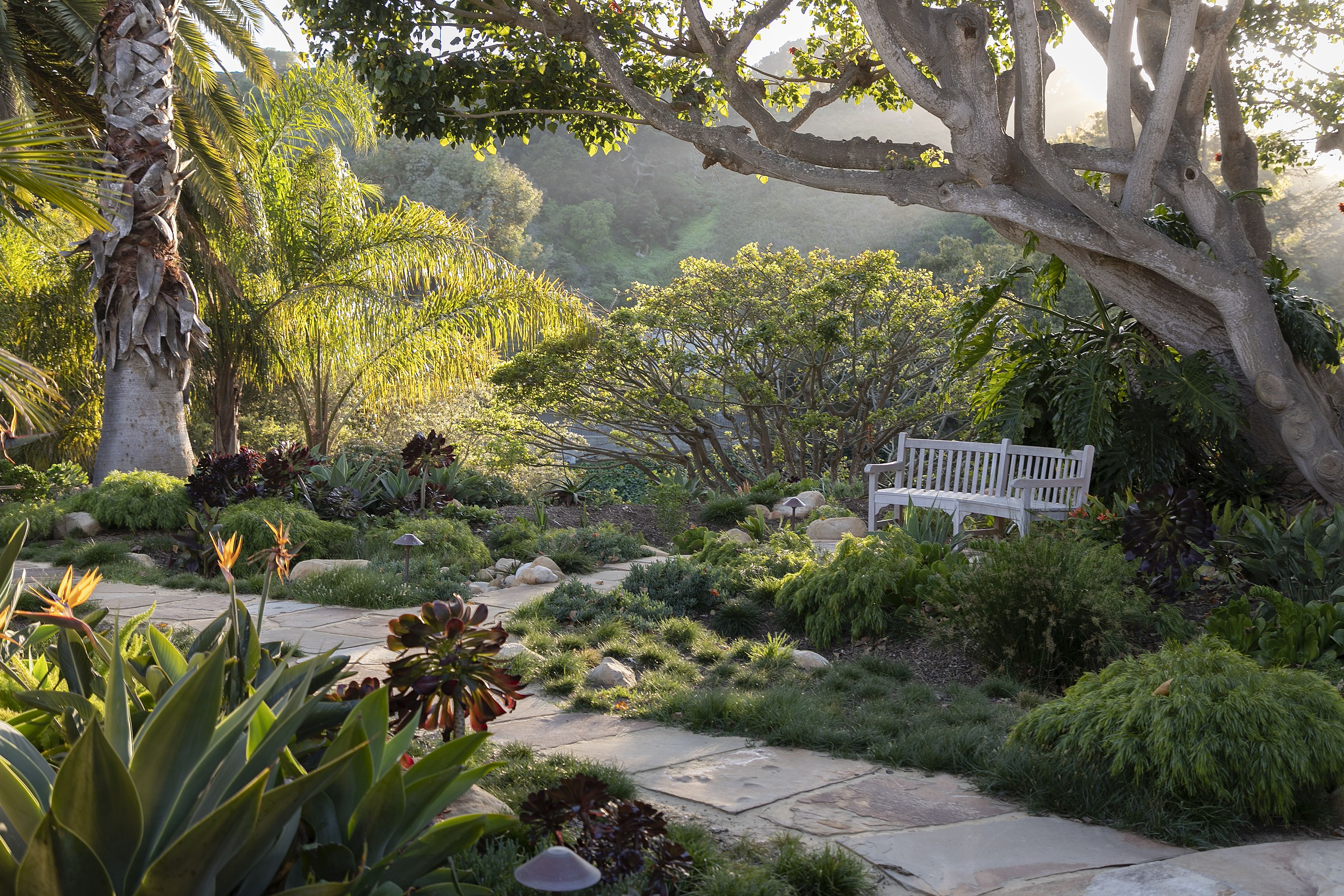 pathway through garden